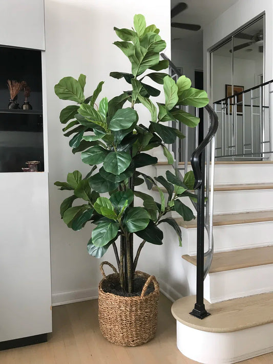 66'' Faux Fiddle Leaf Fig Tree in Wicker/Rattan Basket